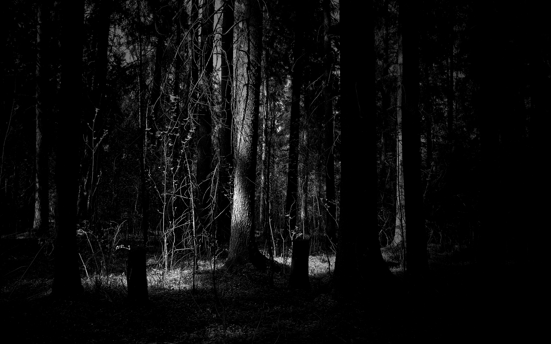 Png Dark Forest - Dark Forest Widescreen Hd Wallpaper.jpg.png, Transparent background PNG HD thumbnail