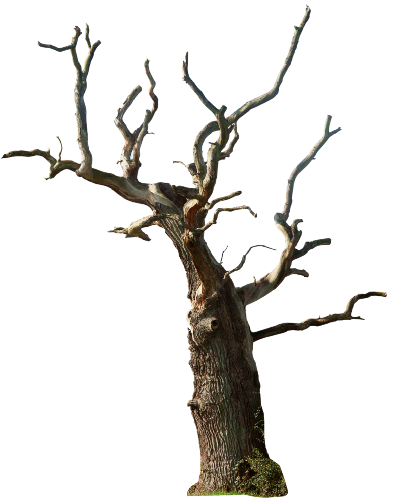 Png Dead Tree - Dead Tree 02 Png By Gd08 Hdpng.com , Transparent background PNG HD thumbnail