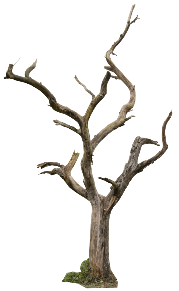 Png Dead Tree - Dead Tree 04 By Gd08 Hdpng.com , Transparent background PNG HD thumbnail