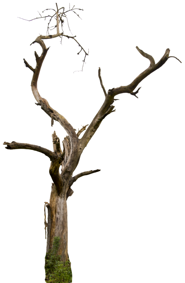 Png Dead Tree - Dead Tree 04 Hq By Gd08, Transparent background PNG HD thumbnail