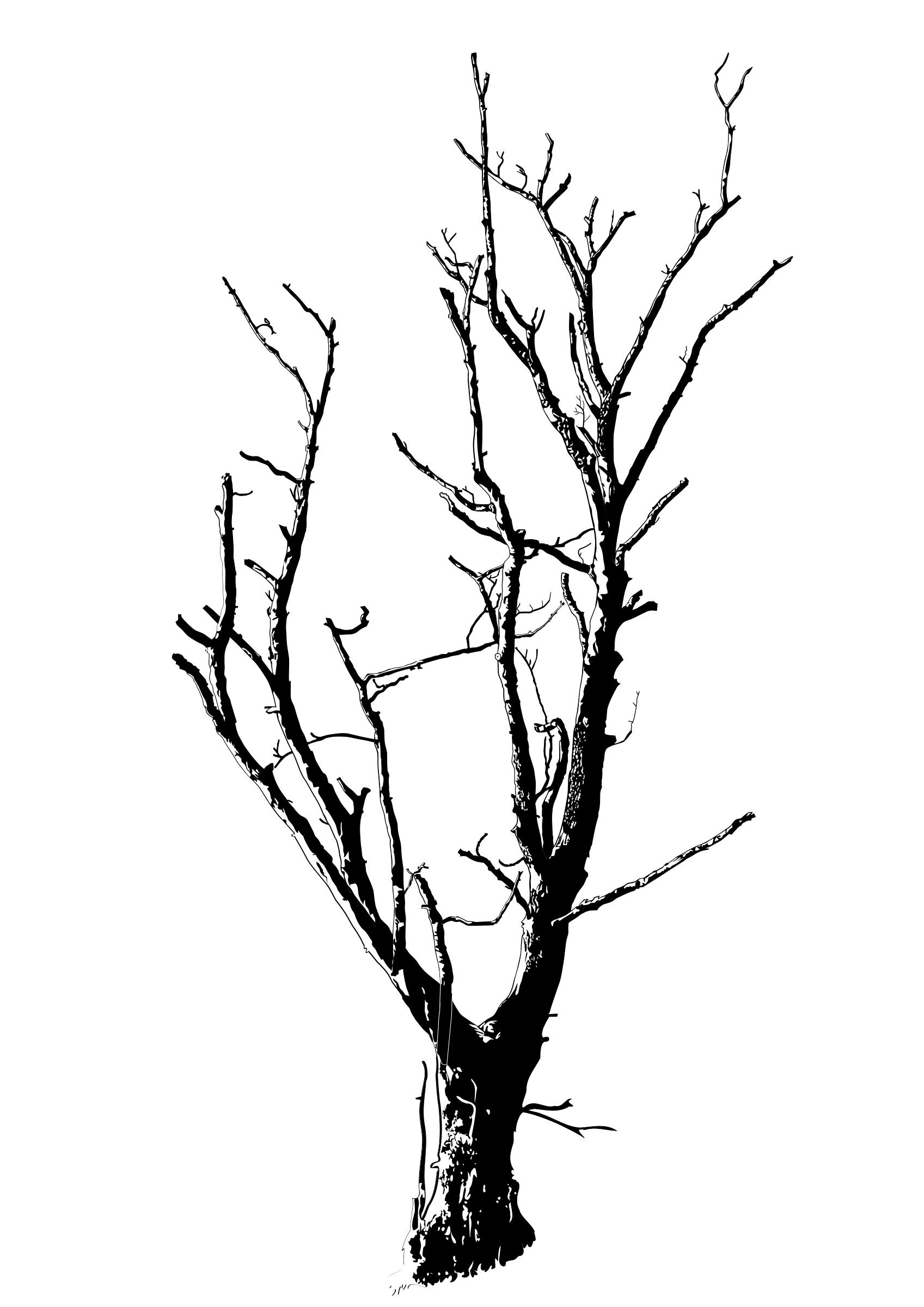 Dead Tree Detailed - Dead Tree, Transparent background PNG HD thumbnail