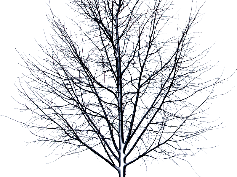 Png Dead Tree - Dead Tree Isolated Object Png, Transparent background PNG HD thumbnail