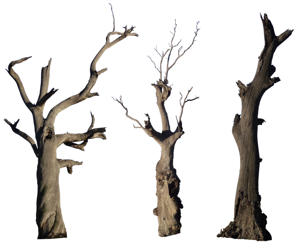 Png Dead Tree - Dead Tree Pack 001   Hb593200 By Hb593200 Hdpng.com , Transparent background PNG HD thumbnail