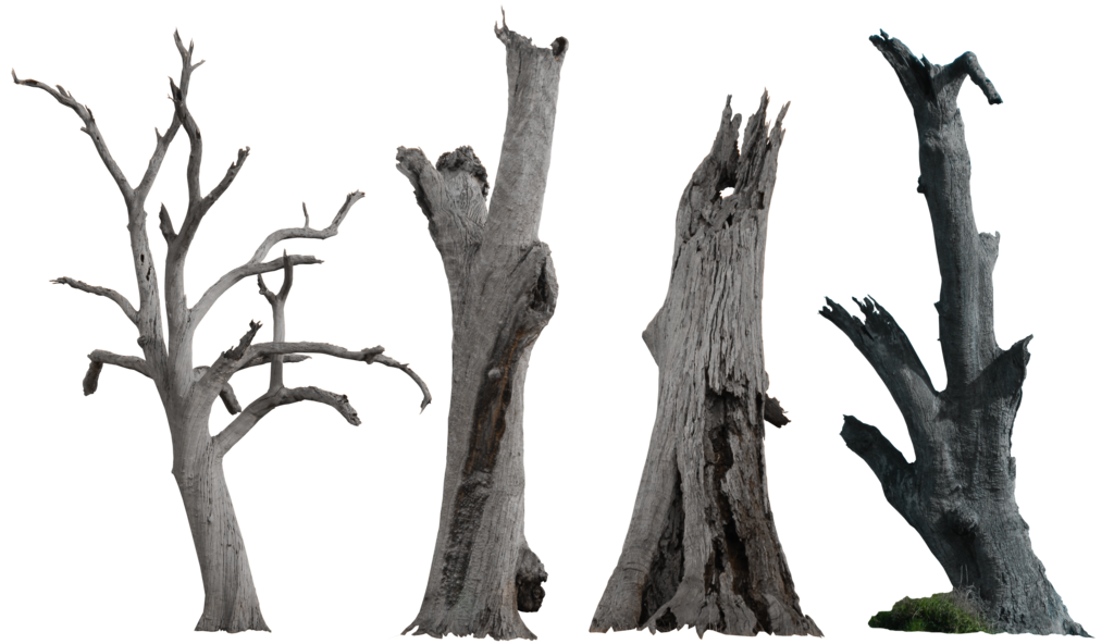 Dead Tree Pack 002   Hb593200 By Hb593200 Hdpng.com  - Dead Tree, Transparent background PNG HD thumbnail