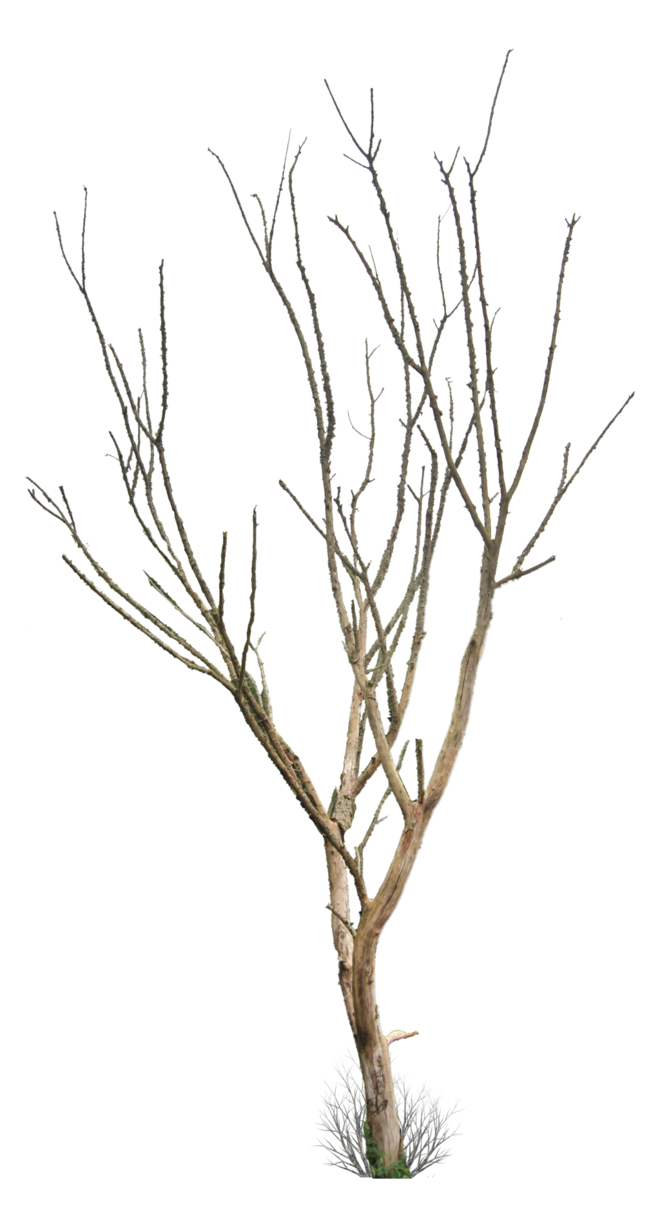 Png Dead Tree - Dead Tree Png., Transparent background PNG HD thumbnail