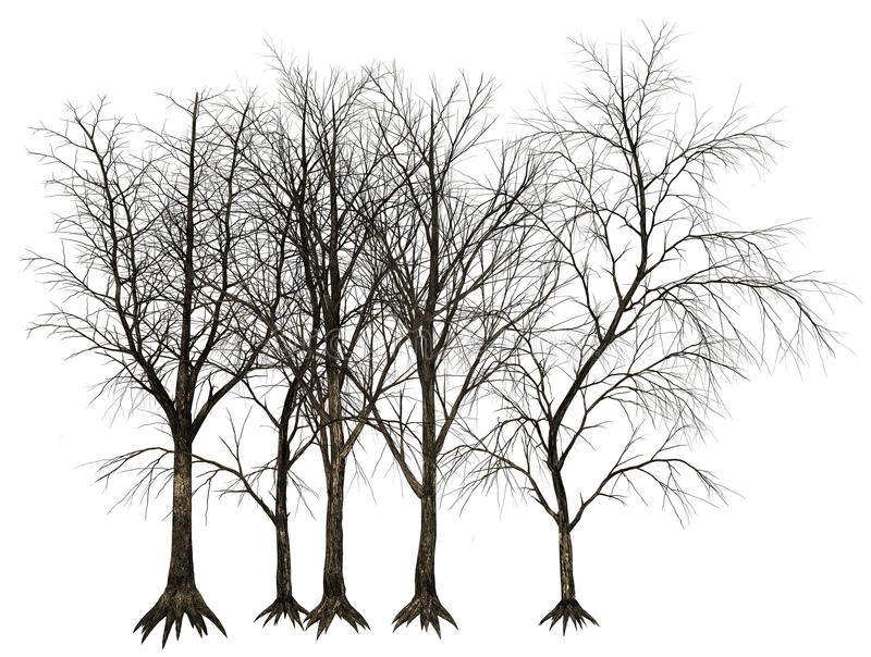 Download Dead Tree, Trees Illustration Isolated Stock Image   Illustration Of Illustration, Wisconsinart: - Dead Tree, Transparent background PNG HD thumbnail