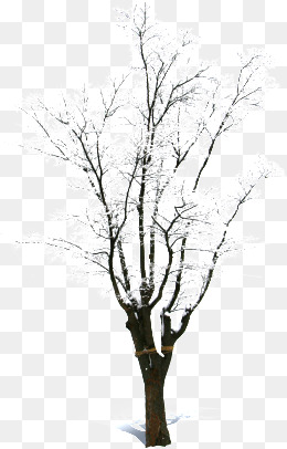 Snow Covered Dead Tree, Snow, Withered, Christmas Png Image And Clipart - Dead Tree, Transparent background PNG HD thumbnail