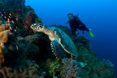 Scuba diving adventures Papua