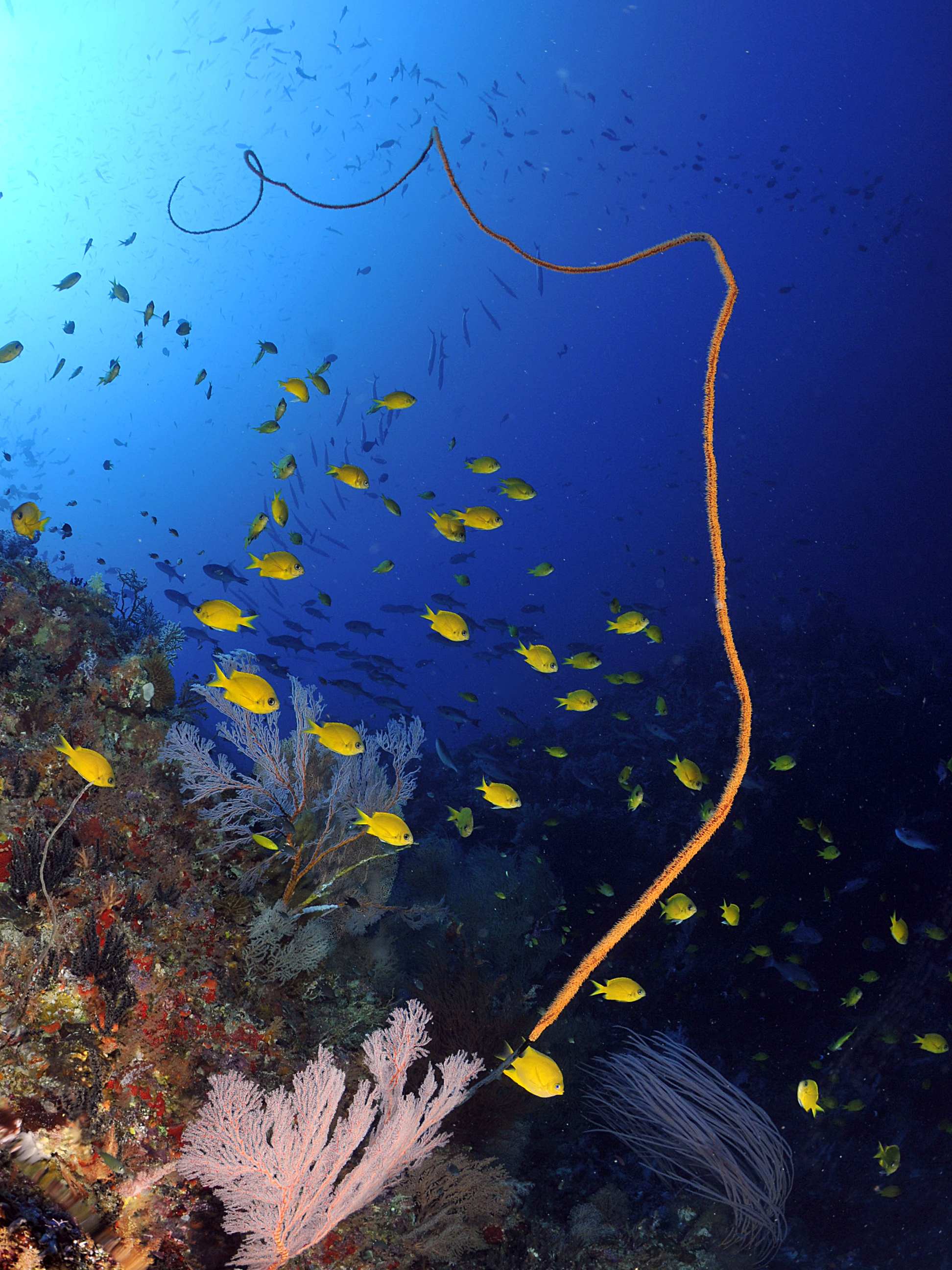 Scuba Diving Adventures Papua New Guinea - Diving, Transparent background PNG HD thumbnail