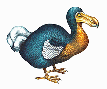 2015 09 28 1443450200 228294 Dodo.png - Dodo, Transparent background PNG HD thumbnail