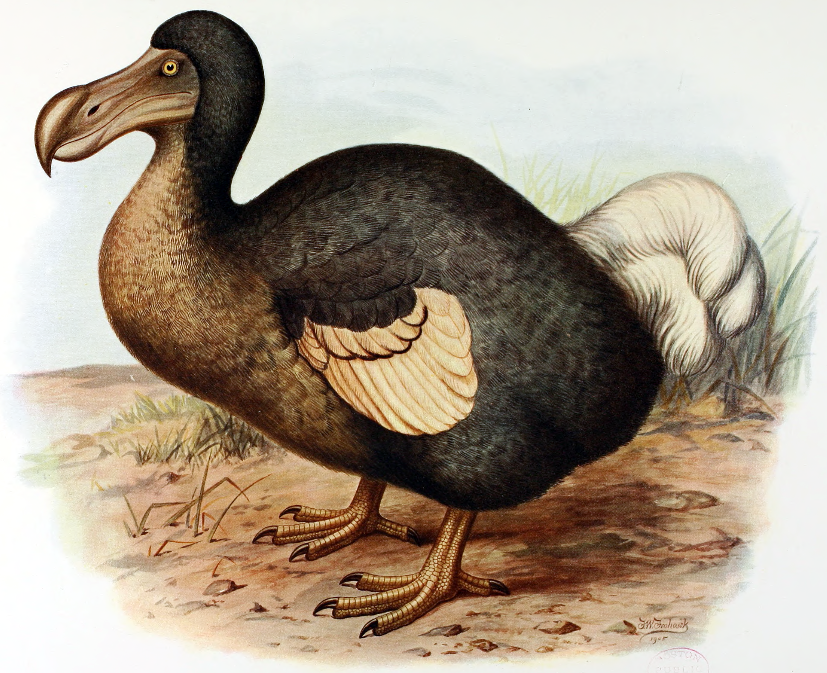 File:frohawk Dodo.png - Dodo, Transparent background PNG HD thumbnail