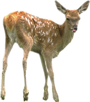 Deer Png Pic Png Image - Doe, Transparent background PNG HD thumbnail