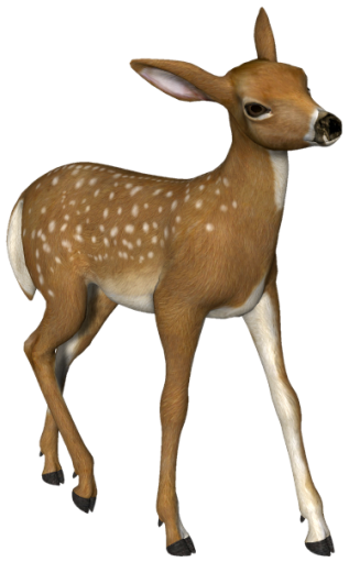 Small Roe Deer 3D Png Picture - Doe, Transparent background PNG HD thumbnail