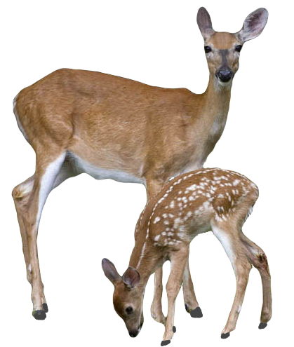 Whitetail Doe And Fawn (Odocoileus Virginianus) - Doe, Transparent background PNG HD thumbnail