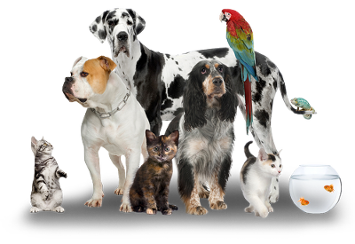 Bigstock Group Of Pets Standing In Fron 7843960 - Domestic Animals, Transparent background PNG HD thumbnail