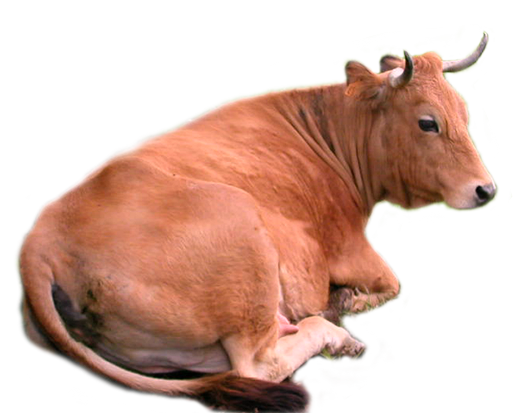 Cow Png Stock By Lubman Cow Png Stock By Lubman - Domestic Animals, Transparent background PNG HD thumbnail
