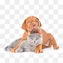 Cute Pet Cats And Dogs, Cute Pet Cats And Dogs, Animal Pictures, Puppy - Domestic Animals, Transparent background PNG HD thumbnail
