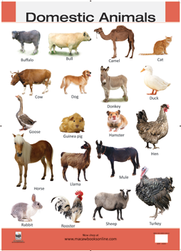 Domestic Animals Hires - Domestic Animals, Transparent background PNG HD thumbnail