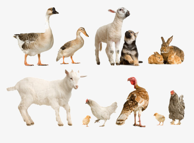 Domestic Animals Sheep Ducks Turkey, Hen, Chick, Rabbit Png Image And Clipart - Domestic Animals, Transparent background PNG HD thumbnail