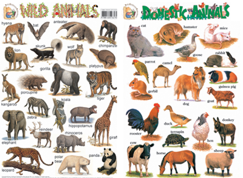 Early Learning Wallcharts   Wild Animals U0026 Domestic Animals - Domestic Animals, Transparent background PNG HD thumbnail