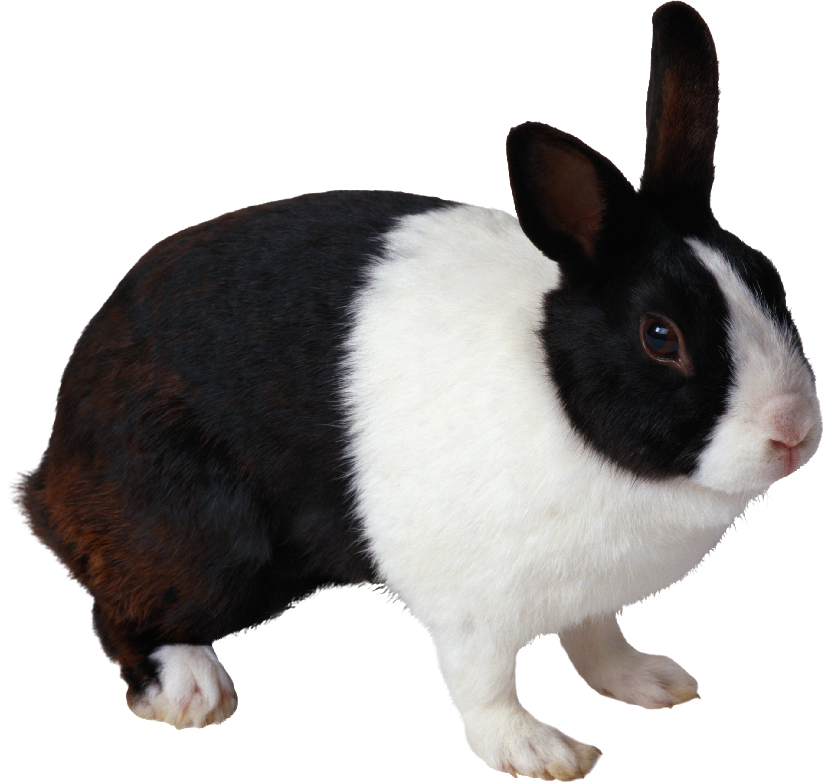 Rabbit Png Image - Domestic Animals, Transparent background PNG HD thumbnail