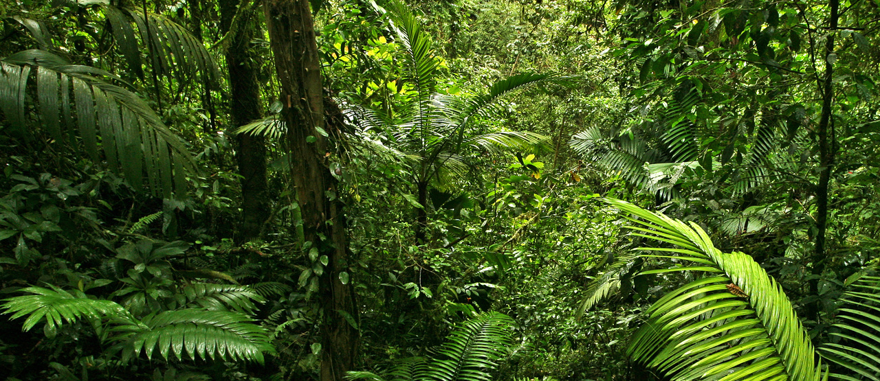 Bild Oben - Dschungel, Transparent background PNG HD thumbnail