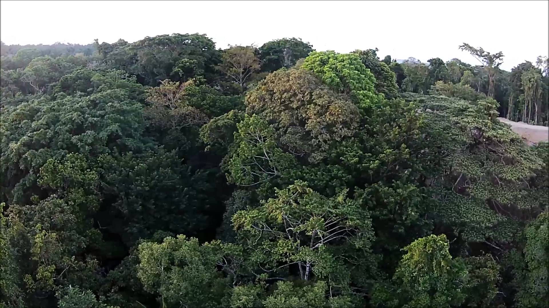 Drone Flight Over Png Jungle At Sunset - Dschungel, Transparent background PNG HD thumbnail
