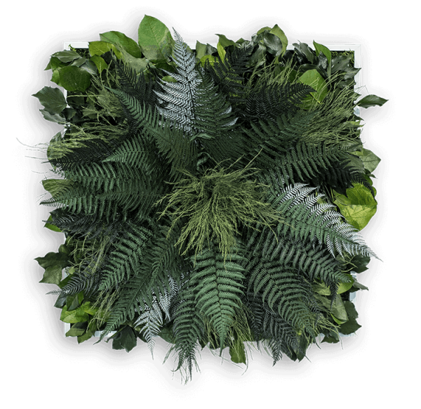 Jungle Image 55X55 - Dschungel, Transparent background PNG HD thumbnail