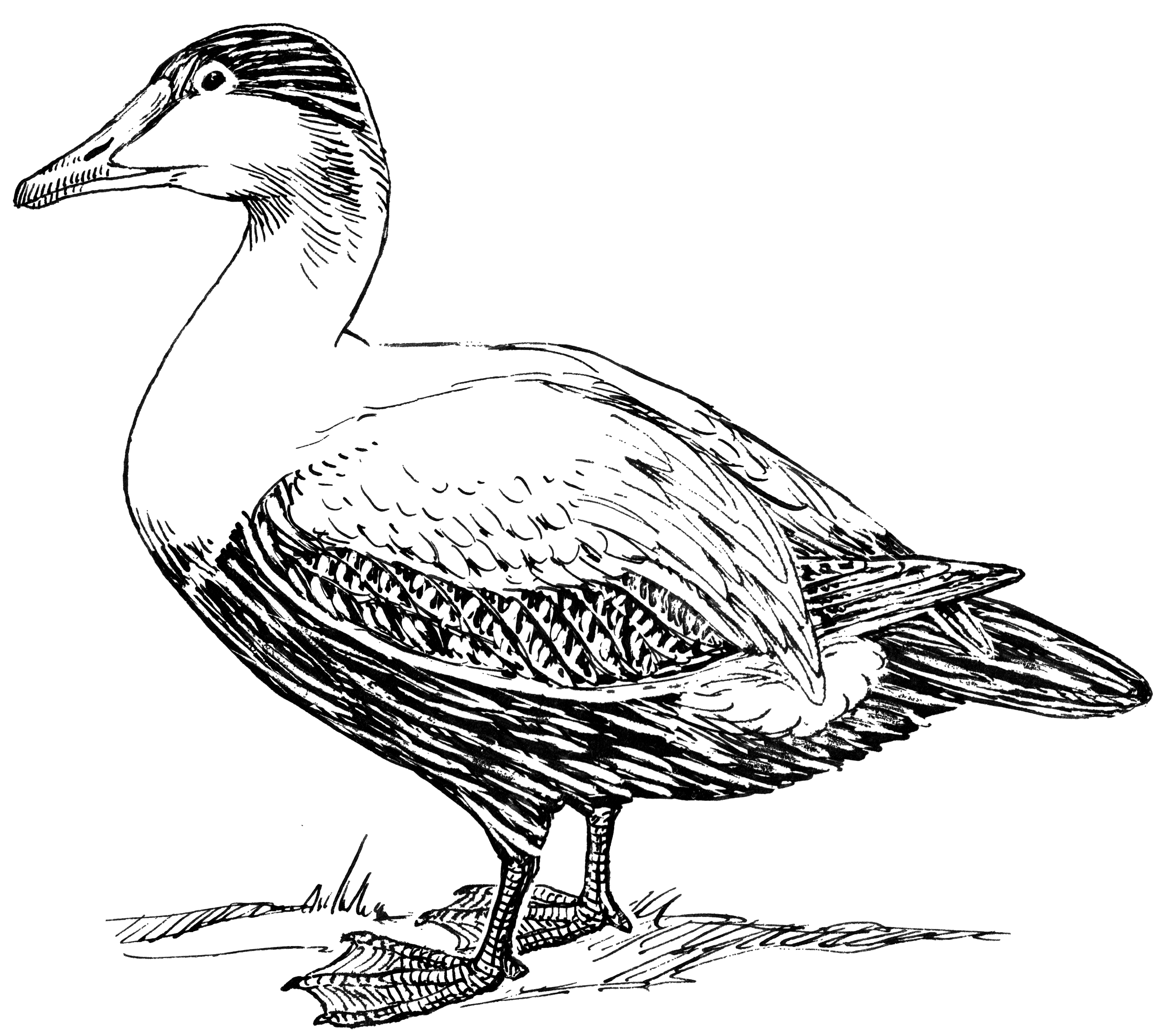 File:elder Duck 001.png - Duck Black And White, Transparent background PNG HD thumbnail