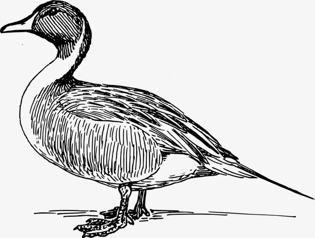 Hand Painted Duck, Black, Line, Animal Png Image And Clipart - Duck Black And White, Transparent background PNG HD thumbnail