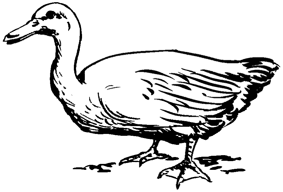 Lugungu Dictionary Search Results Duck Domestic Bird That · Drawn Duck Black And White - Duck Black And White, Transparent background PNG HD thumbnail