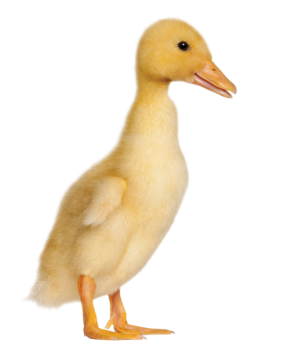 Png Duckling Hdpng.com 288 - Duckling, Transparent background PNG HD thumbnail