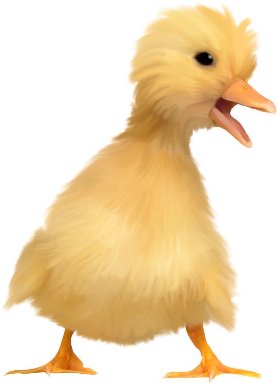 0_110144_Ed24C7_Xl.png (540×747) - Duckling, Transparent background PNG HD thumbnail