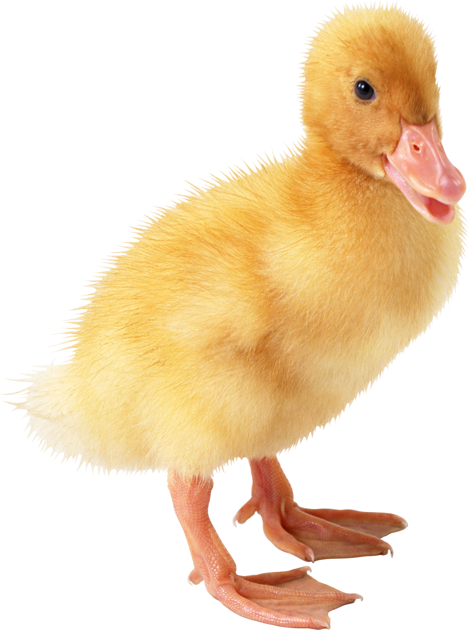 Little Duck Png Image - Duckling, Transparent background PNG HD thumbnail