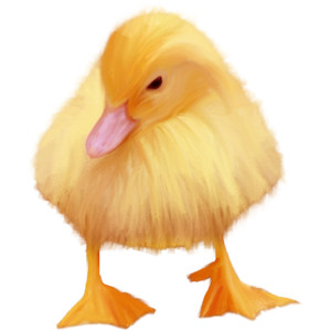 Nld Duckling.png - Duckling, Transparent background PNG HD thumbnail