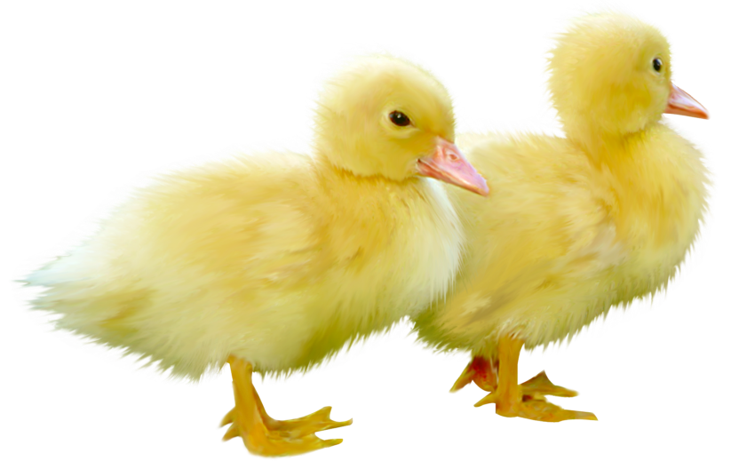 Pin Duckling Clipart Duck Swimming #12 - Duckling, Transparent background PNG HD thumbnail