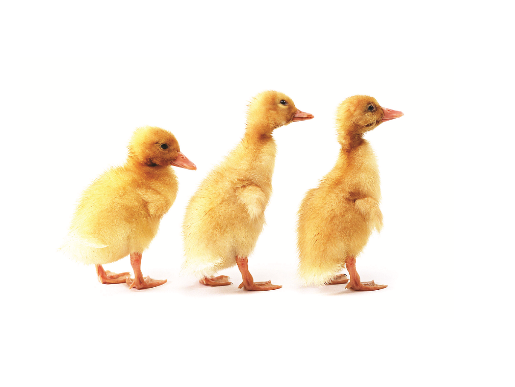 Png Ducks In A Row - Solutions, Transparent background PNG HD thumbnail