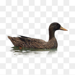 A Black Duck In The Water, Black Duck, Duck, Swim Png Image And - Ducks Swimming, Transparent background PNG HD thumbnail