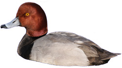 Duck PNG 4