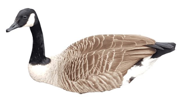Canadian Goose Swimming No Background - Ducks Swimming, Transparent background PNG HD thumbnail