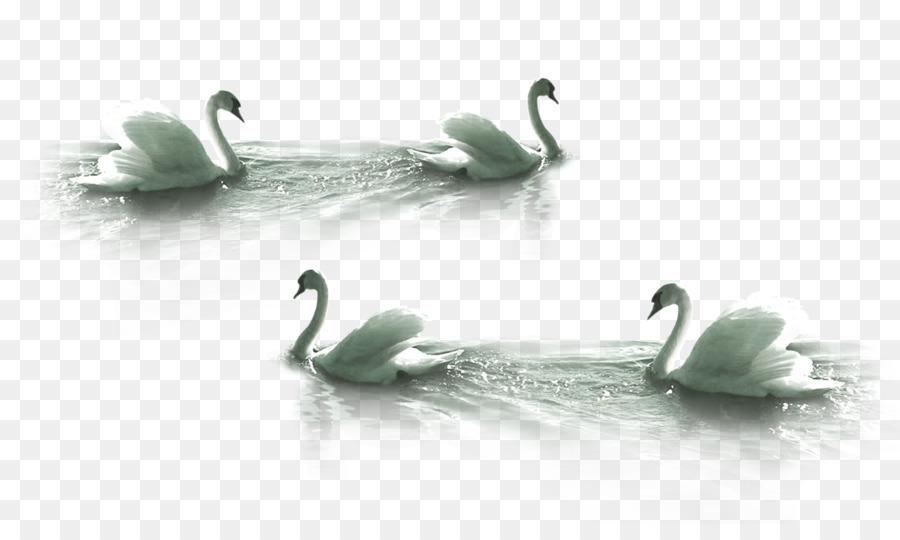 Cygnini Bird Clip Art   White Swan Swimming - Ducks Swimming, Transparent background PNG HD thumbnail