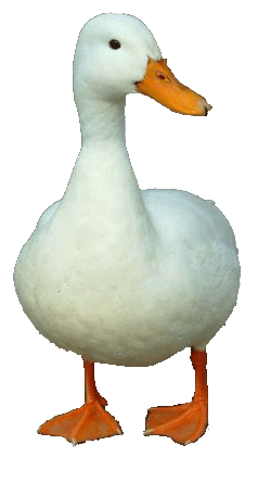 Download Png Image   Duck Png 3 262 - Ducks Swimming, Transparent background PNG HD thumbnail