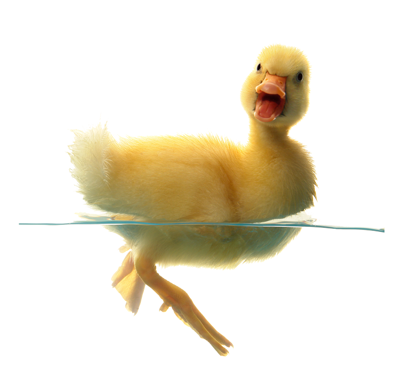 Duck In Water Png 210X202   Duck Png Transparent Free Images - Ducks Swimming, Transparent background PNG HD thumbnail