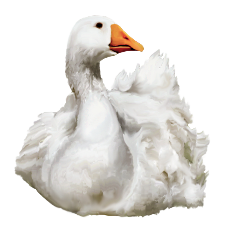 Duck Png 4 - Ducks Swimming, Transparent background PNG HD thumbnail