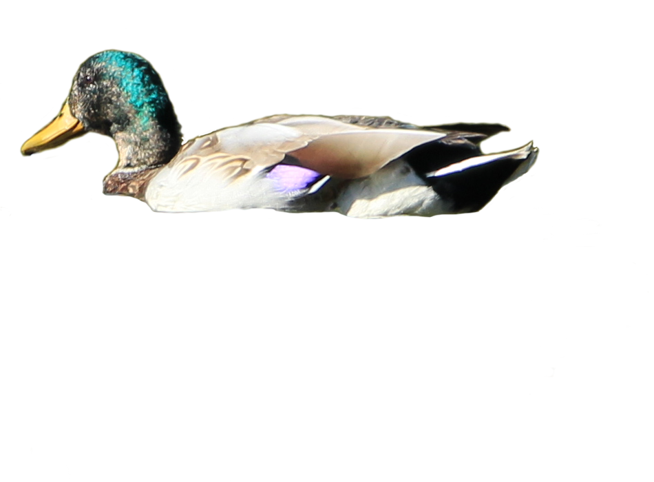 Duck Swim 1 By Lonermade Hdpng.com  - Ducks Swimming, Transparent background PNG HD thumbnail