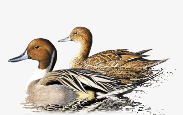 Two,mandarin Duck, Two, Mandarin Duck, Swimming Png Image And Clipart - Ducks Swimming, Transparent background PNG HD thumbnail