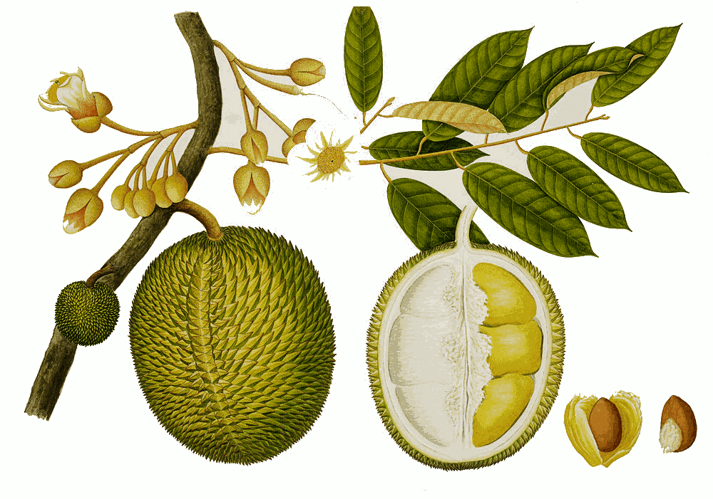 Durian - Durian, Transparent background PNG HD thumbnail
