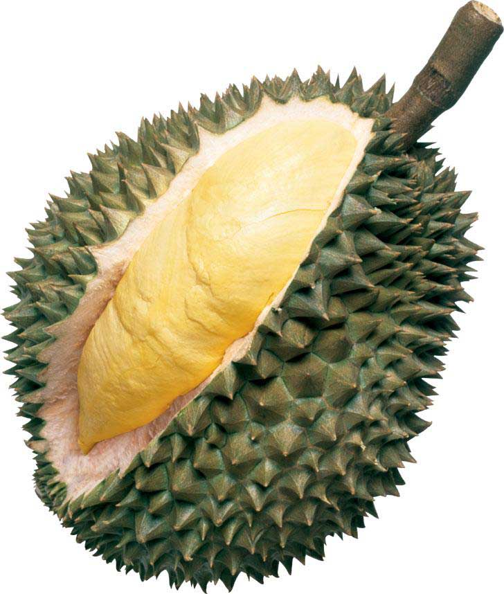 Durian Clones For Lowland Farmers - Durian, Transparent background PNG HD thumbnail