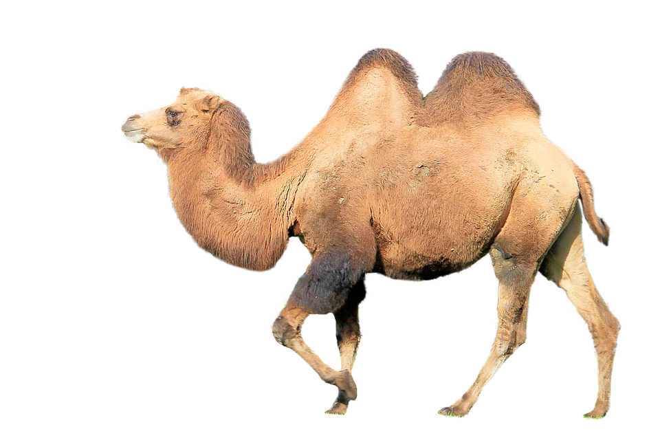 Kamel, Pattedyr, Dyr, Bump, Ørken Skib, Zoo - Dyr, Transparent background PNG HD thumbnail