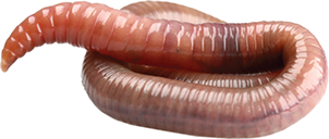 Png Earthworm Hdpng.com 302 - Earthworm, Transparent background PNG HD thumbnail